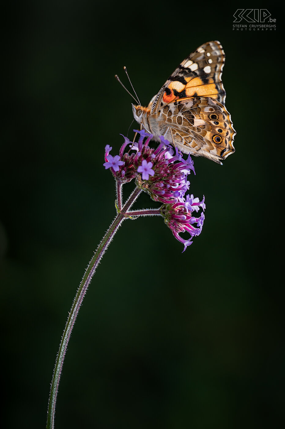 Butterflies - Painted lady The Painted Lady (Vanessa cardui) is also a beautiful butterfly that I could find daily in our garden for a few weeks this past summer. Stefan Cruysberghs